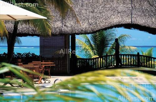 Royal Palm 25